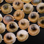 Shiva Eye Shell Beads Raw Organic Natural Fossil Domed Coin Disc Vibrant Green Red Orange Brown Gold Shell Beads 16mm 18mm 20mm 15.5" Strand