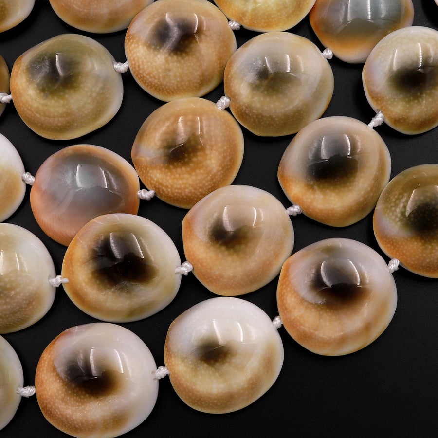 Shiva Eye Shell Beads Raw Organic Natural Fossil Domed Coin Disc Vibrant Green Red Orange Brown Gold Shell Beads 16mm 18mm 20mm 15.5" Strand