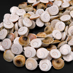 Shiva Eye Shell Beads Raw Organic Natural Fossil Domed Coin Disc Vibrant Green Red Orange Brown Gold Shell Beads 16mm 18mm 20mm 15.5" Strand