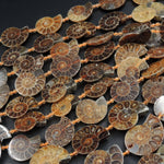 Drilled Half Ammonite Fossil Slice Beads 30mm 35mm 40mm Vertically Drilled Real Genuine Ancient Natural Fossil Pendant Focal Bead 16" Strand