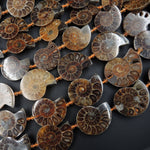 Drilled Half Ammonite Fossil Slice Beads 30mm 35mm 40mm Vertically Drilled Real Genuine Ancient Natural Fossil Pendant Focal Bead 16" Strand