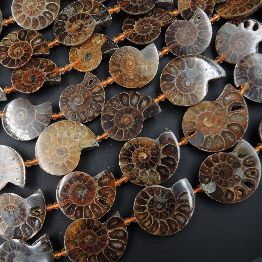 Drilled Half Ammonite Fossil Slice Beads 30mm 35mm 40mm Vertically Drilled Real Genuine Ancient Natural Fossil Pendant Focal Bead 16" Strand