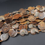 Drilled Half Ammonite Fossil Slice Beads 30mm 35mm 40mm Vertically Drilled Real Genuine Ancient Natural Fossil Pendant Focal Bead 16" Strand