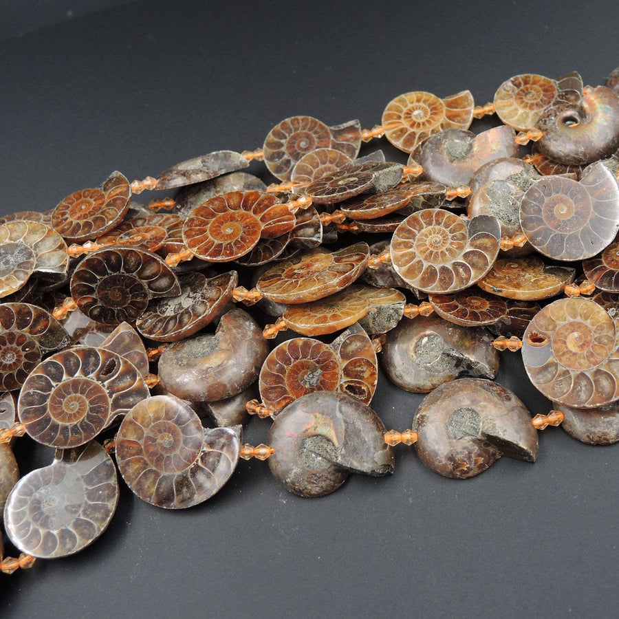 Drilled Half Ammonite Fossil Slice Beads 30mm 35mm 40mm Vertically Drilled Real Genuine Ancient Natural Fossil Pendant Focal Bead 16" Strand