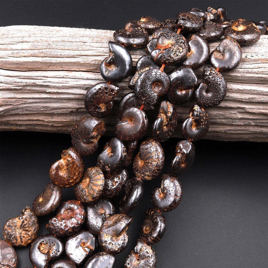 Natural Dark Brown Ammonite Fossil Beads Vertically Drilled Whole Ammonite Pendant Focal Bead 15.5" Strand