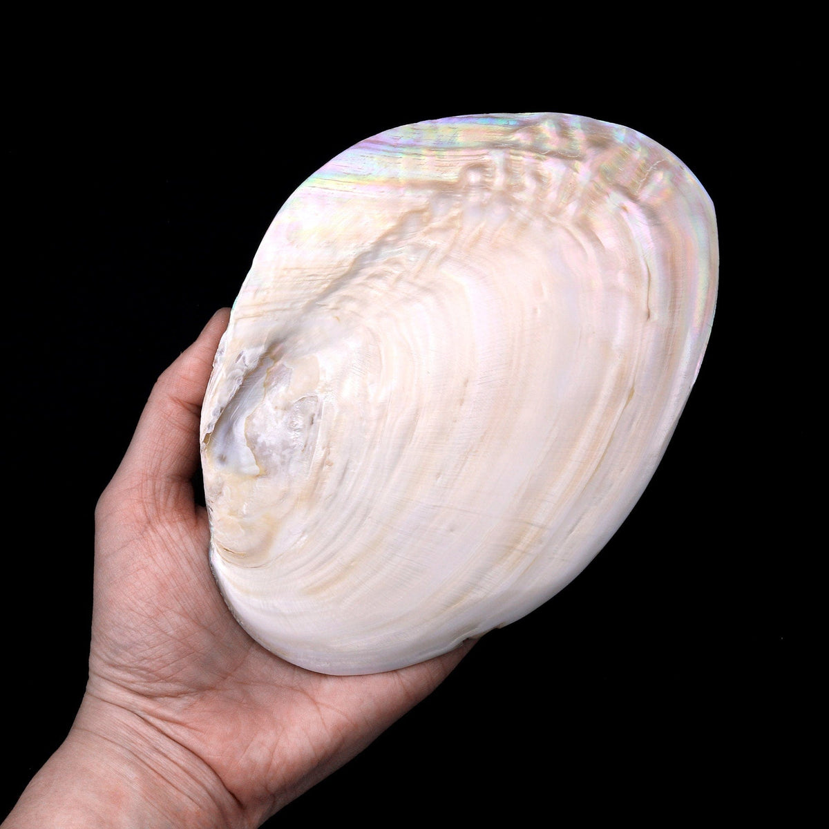 Large Natural Mother of Pearl Shell Dish W Real Iridescent Blister Pea –  Intrinsic Trading