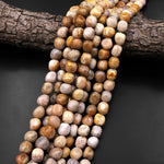 Natural Fossil Coral Beads Freeform Pebble Nuggets 15.5" Strand