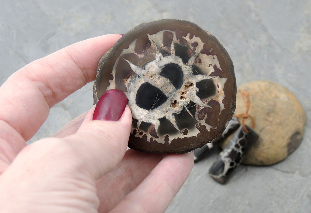 Septarian Fossil Stone