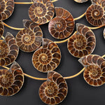 Natural Ammonite Fossil Beads Half Ammonite Slice Ammonite Top Side Drilled Focal Bead Pendant Matched Pair Good For Earrings 15.5" Strand