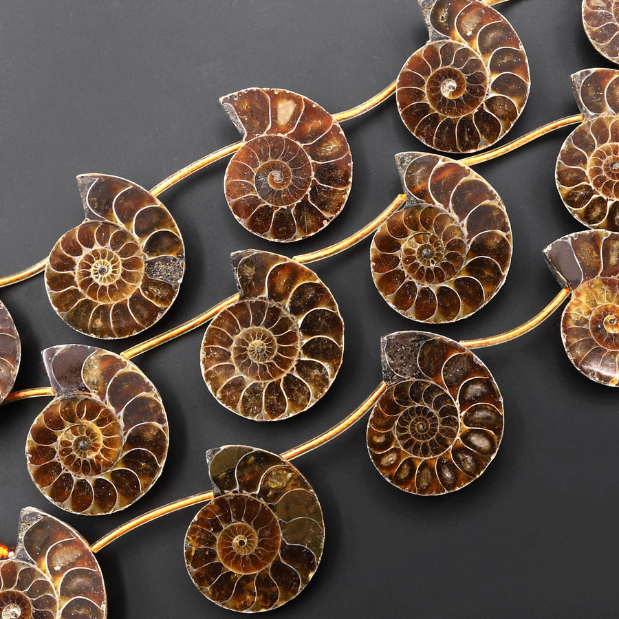Natural Ammonite Fossil Beads Half Ammonite Slice Ammonite Top Side Drilled Focal Bead Pendant Matched Pair Good For Earrings 15.5" Strand