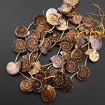 Natural Ammonite Fossil Beads Half Ammonite Slice Ammonite Top Side Drilled Focal Bead Pendant Matched Pair Good For Earrings 15.5" Strand