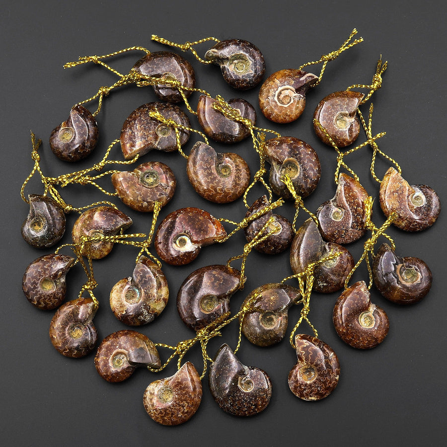 Small Natural Whole Ammonite Fossil Pendant Top Side Drilled Focal Bead
