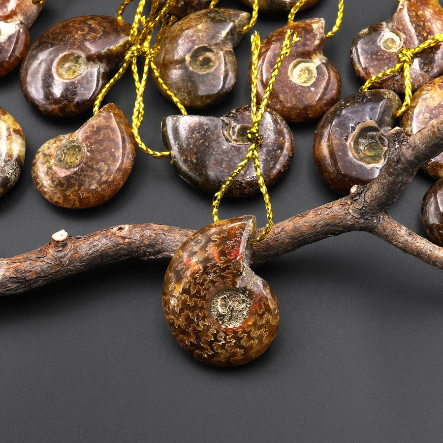 Small Natural Whole Ammonite Fossil Pendant Top Side Drilled Focal Bead