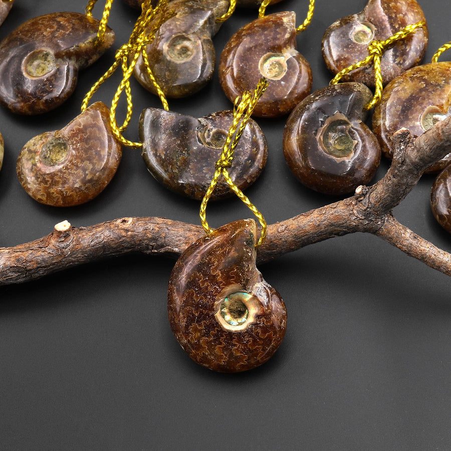 Small Natural Whole Ammonite Fossil Pendant Top Side Drilled Focal Bead