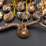 Small Natural Whole Ammonite Fossil Pendant Top Side Drilled Focal Bead