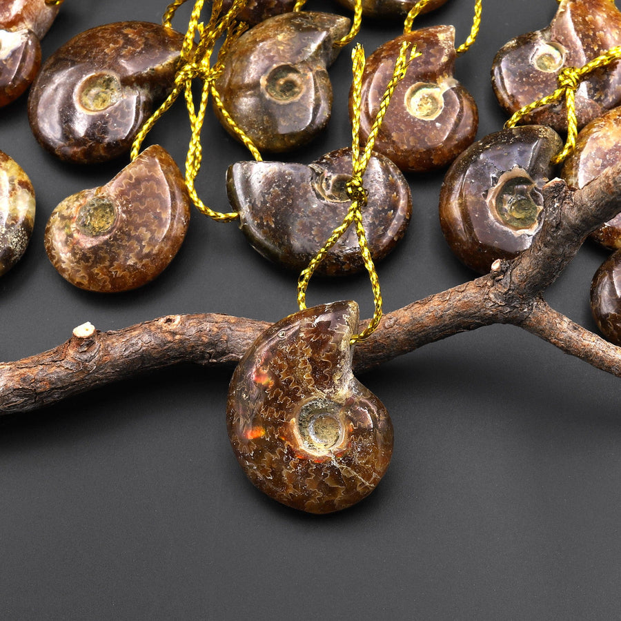 Small Natural Whole Ammonite Fossil Pendant Top Side Drilled Focal Bead
