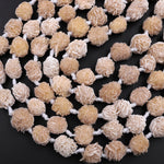 Natural Selenite Desert Rose Beads Raw Organic Freeform Druzy Gemstone 15.5" Strand