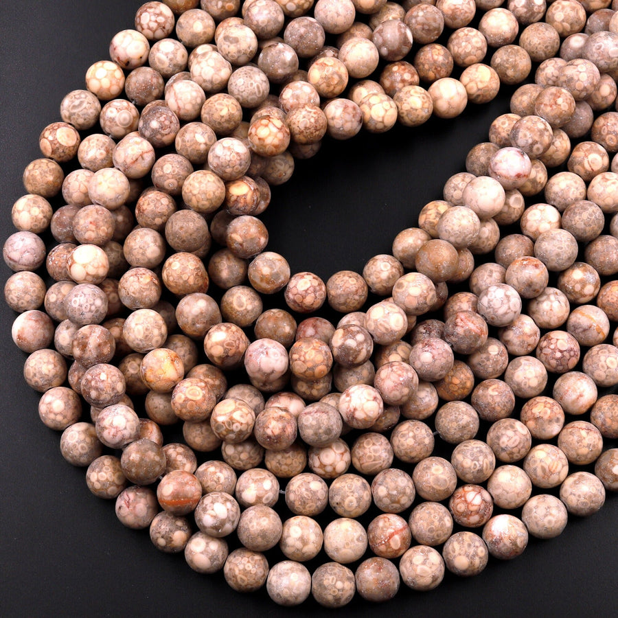 Matte Natural Fossil Crinoid Round Beads 6mm 8mm 10mm Earthy Beige Tan Gemstone 15.5" Strand