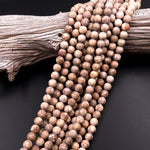 Matte Natural Fossil Crinoid Round Beads 6mm 8mm 10mm Earthy Beige Tan Gemstone 15.5" Strand
