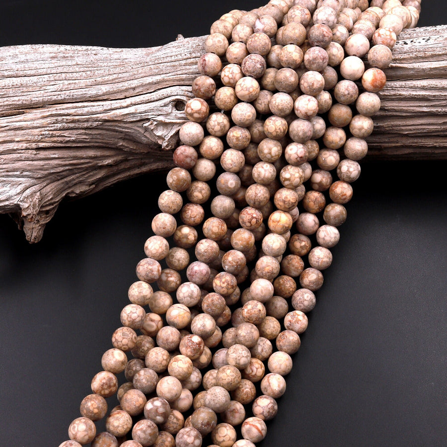 Matte Natural Fossil Crinoid Round Beads 6mm 8mm 10mm Earthy Beige Tan Gemstone 15.5" Strand