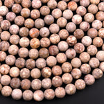 Matte Natural Fossil Crinoid Round Beads 6mm 8mm 10mm Earthy Beige Tan Gemstone 15.5" Strand