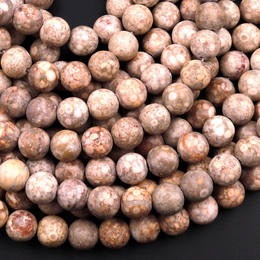 Matte Natural Fossil Crinoid Round Beads 6mm 8mm 10mm Earthy Beige Tan Gemstone 15.5" Strand