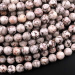 Natural Fossil Crinoid Round Beads 4mm 6mm 8mm 10mm 12mm Earthy Gray Beige Slate Gemstone 15.5" Strand