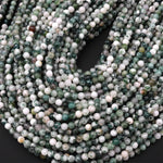 Natural Green Tree Agate 4mm 6mm 8mm 10mm Smooth Round Beads 15.5" Strand