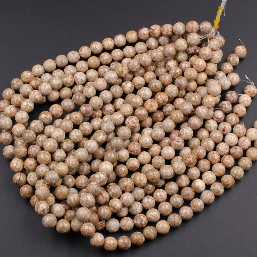 Natural Fossil Crinoid Round Beads 4mm 6mm 8mm 10mm Earthy Brown Beige Tan Gemstone 15.5" Strand