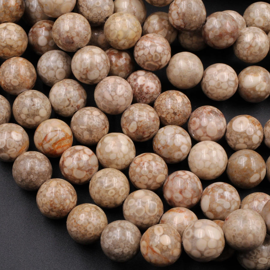 Natural Fossil Crinoid Round Beads 4mm 6mm 8mm 10mm Earthy Brown Beige Tan Gemstone 15.5" Strand