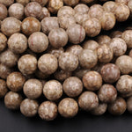 Natural Fossil Crinoid Round Beads 4mm 6mm 8mm 10mm Earthy Brown Beige Tan Gemstone 15.5" Strand