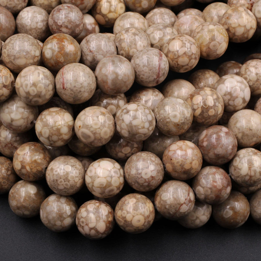 Natural Fossil Crinoid Round Beads 4mm 6mm 8mm 10mm Earthy Brown Beige Tan Gemstone 15.5" Strand