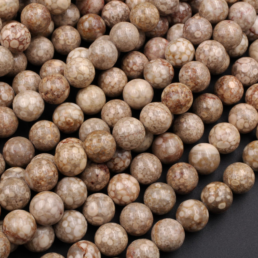 Natural Fossil Crinoid Round Beads 4mm 6mm 8mm 10mm Earthy Brown Beige Tan Gemstone 15.5" Strand