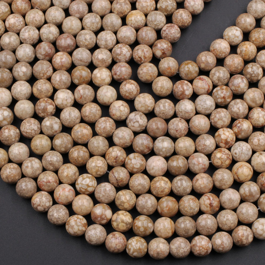 Natural Fossil Crinoid Round Beads 4mm 6mm 8mm 10mm Earthy Brown Beige Tan Gemstone 15.5" Strand