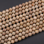 Natural Fossil Crinoid Round Beads 4mm 6mm 8mm 10mm Earthy Brown Beige Tan Gemstone 15.5" Strand