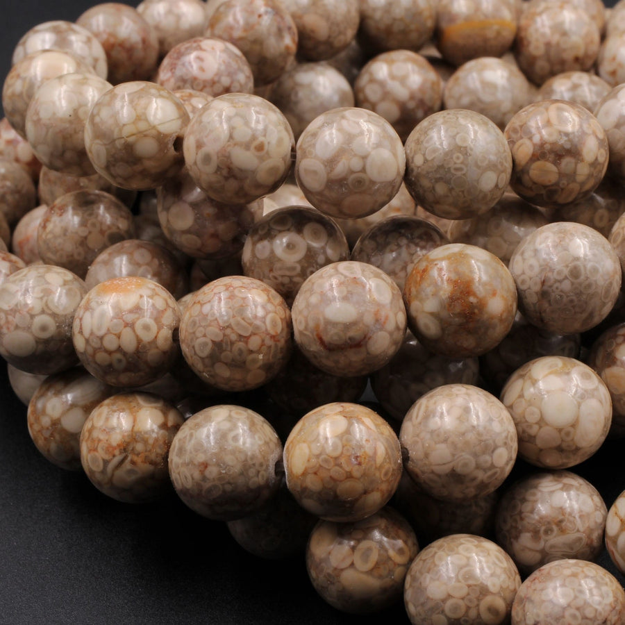 Natural Fossil Crinoid Round Beads 4mm 6mm 8mm 10mm Earthy Brown Beige Tan Gemstone 15.5" Strand