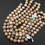 Large Natural Petrified Wood Beads Fossil 16mm 18mm Round Beads Earthy Beige Gemstone 15.5" Strand