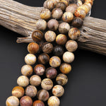 Large Natural Petrified Wood Beads Fossil Smooth 14mm 16mm Round Beads Earthy Beige Brown Gemstone 15.5" Strand