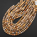 Natural Fossil Coral Round Beads 4mm 5mm 6mm 7mm 8mm 9mm 10mm 12mm Vibrant Orange Brown Tan Beige Beads 15.5" Strand