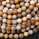 Faceted Natural Fossil Coral Round Beads 6mm 8mm 10mm 12mm Brown Tan Beige Beads 15.5" Strand