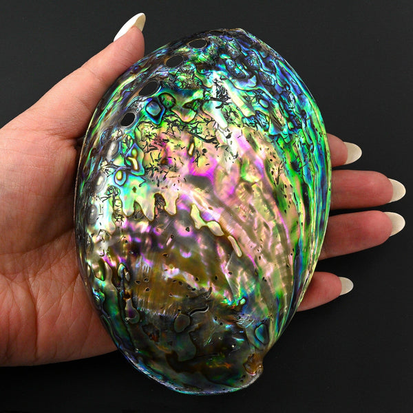 AAA+ Natural Abalone Shell Dish Brilliant Rainbow Iridescence A1