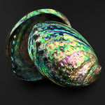 AAA+ Natural Abalone Shell Dish Rainbow Iridescence Ritual Decor Beach House Seashell
