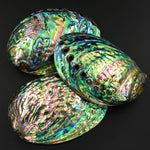 AAA+ Natural Abalone Shell Dish Rainbow Iridescence Ritual Decor Beach House Seashell