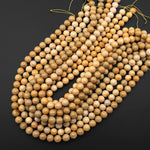 AAA Natural Fossil Coral Round Beads 9mm 10mm Yellow Beads 15.5" Strand