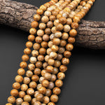 AAA Natural Fossil Coral Round Beads 8mm 10mm Golden Brown Tan Beads 15.5" Strand