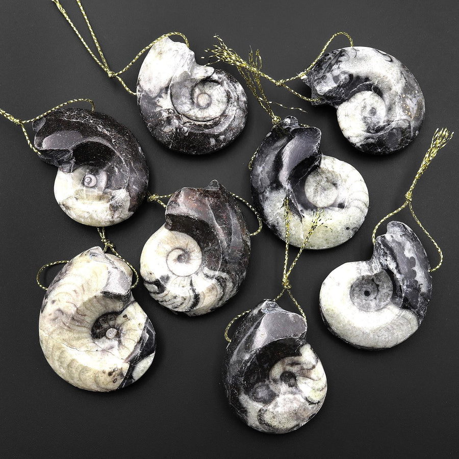 Natural Ammonite Pendants Top Side Drilled Ancient Fossil Focal Beads