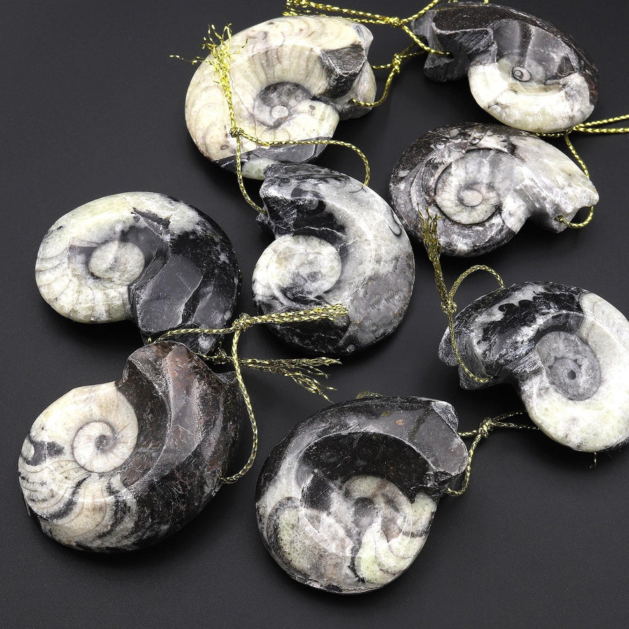 Natural Ammonite Pendants Top Side Drilled Ancient Fossil Focal Beads