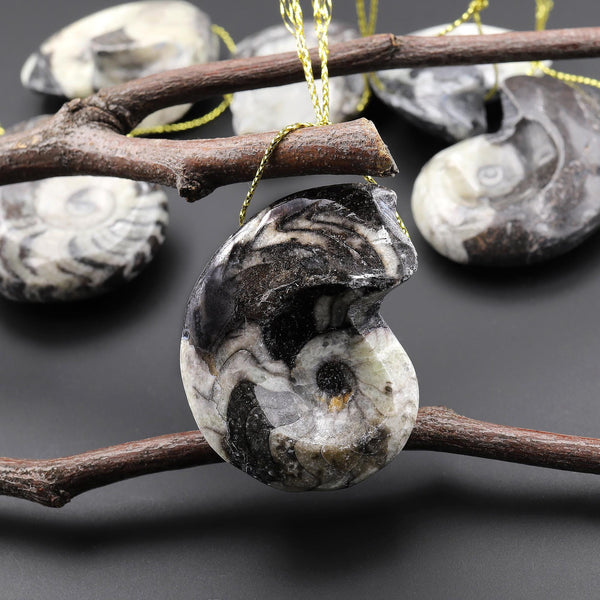 Natural Ammonite Pendants Top Side Drilled Ancient Fossil Focal Beads A4