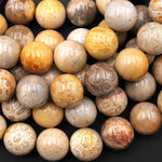 AAA Large Natural Fossil Coral Smooth 18mm Round Beads Golden Brown Beige Tan Yellow Gemstone 8"