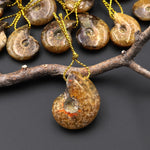Small Natural Whole Yellow Ammonite Fossil Top Side Drilled Pendant Bead
